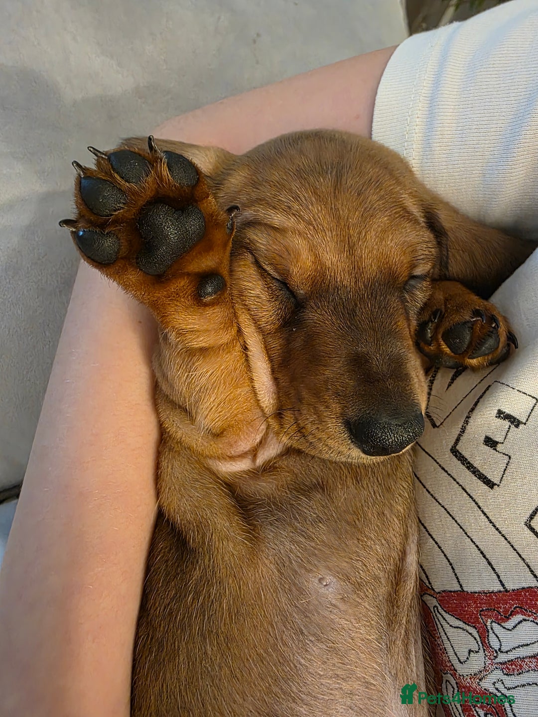 Miniature Dachshund dogs for sale: Miniture dashaunds  - Advert 14