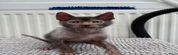 Lykoi cats for sale: Lykoi Kittens Ready Now  - Advert 6