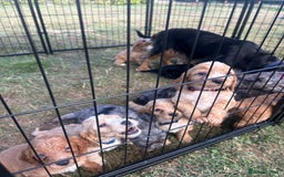 Cockapoo dogs for sale: Ready to leave Beautiful merle & gold  Cockapoos  - Image 25