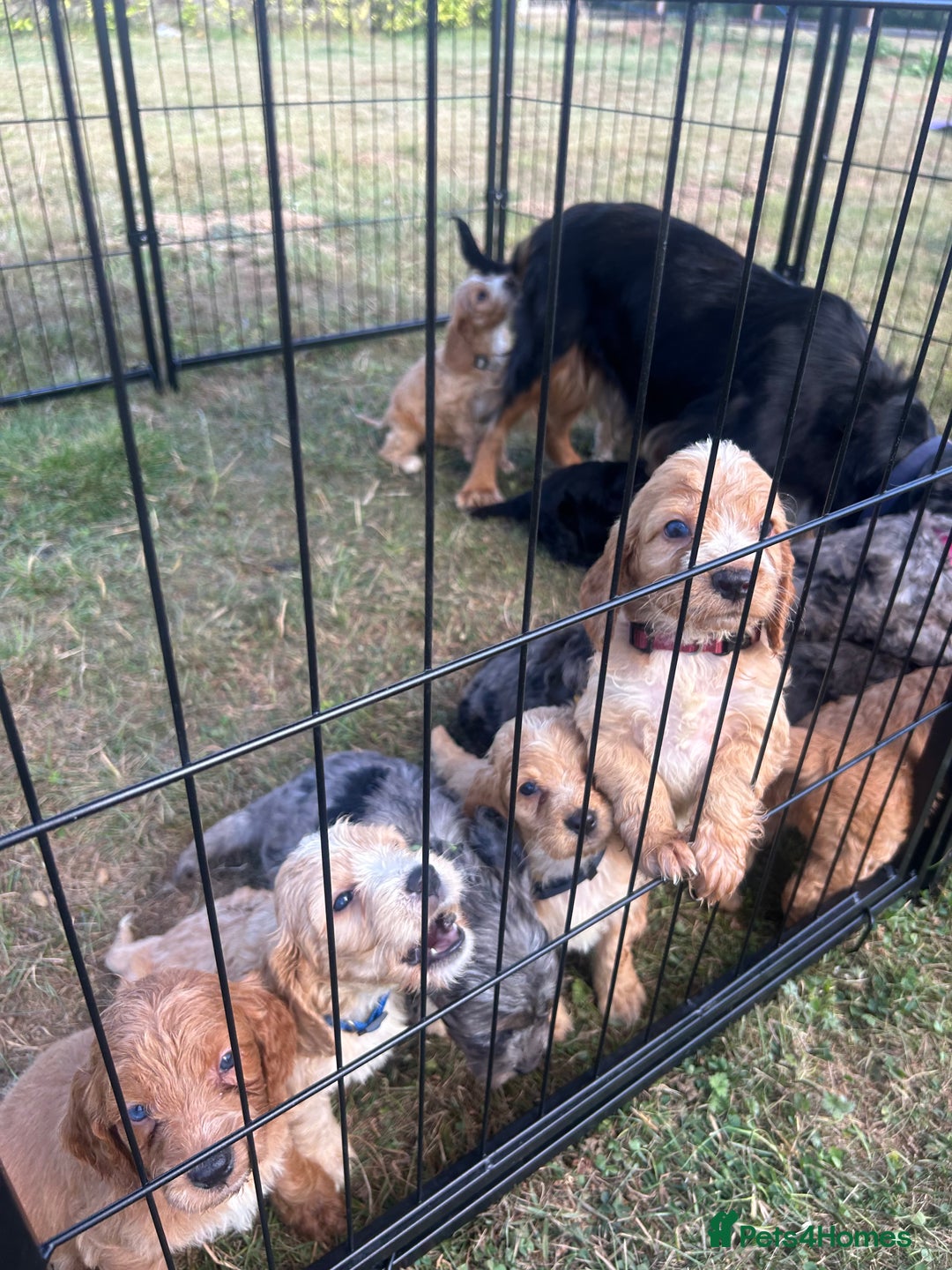Cockapoo dogs for sale: Ready to leave Beautiful merle & gold  Cockapoos  - Image 25