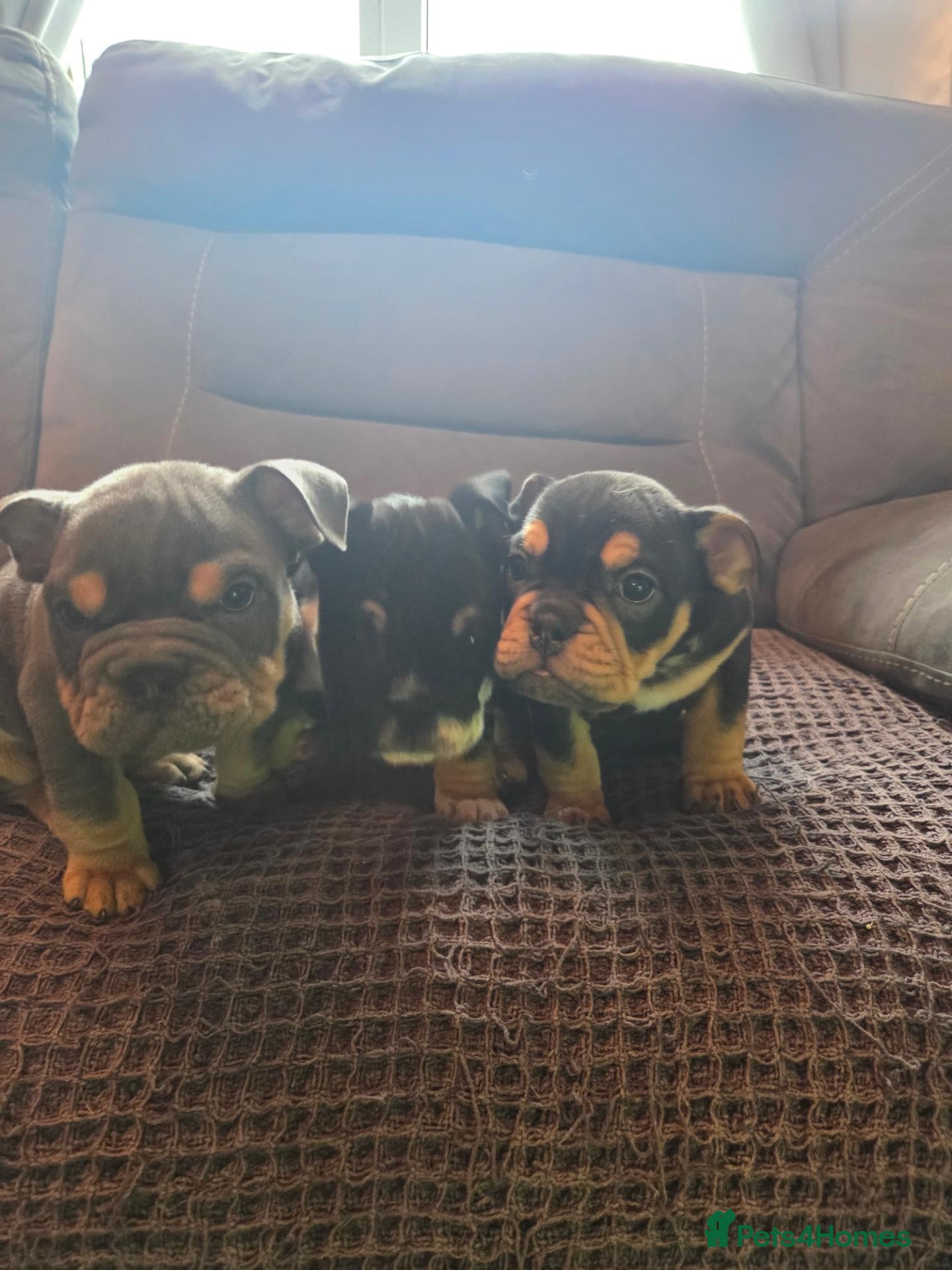 English Bulldog dogs English bulldogs for sale - Advert 1