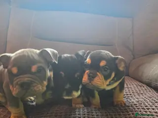 English Bulldog dogs English bulldogs for sale - Advert 1