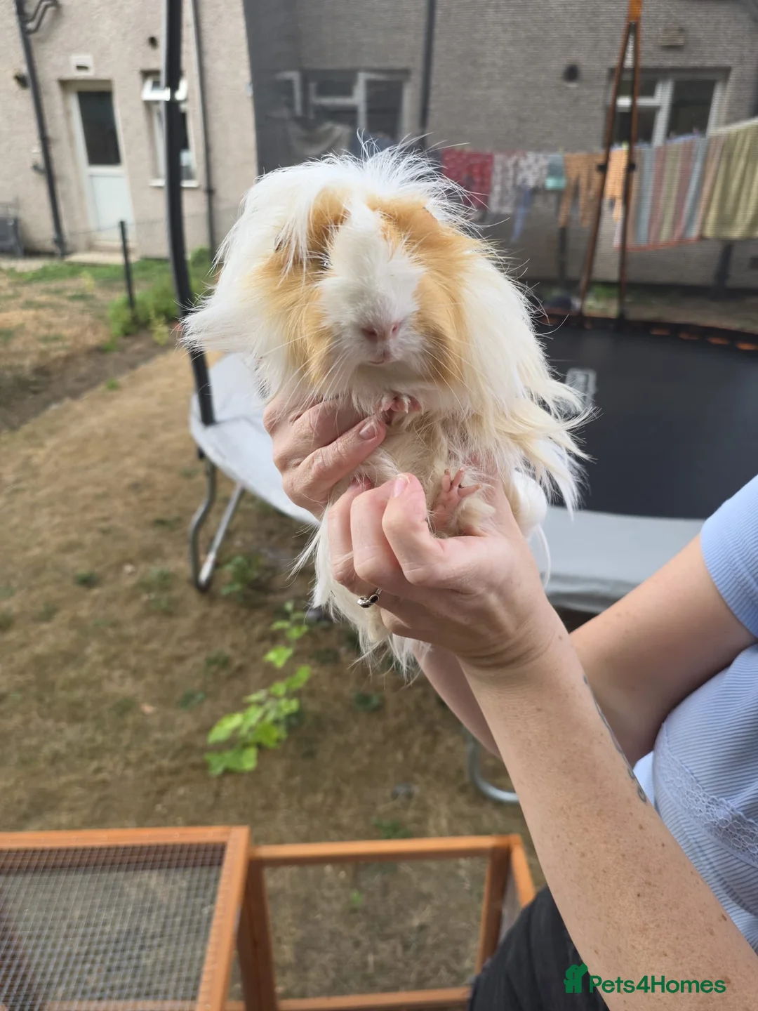 Guinea Pig rodents for sale: Two boy guinea pigs beautiful  - Advert 8