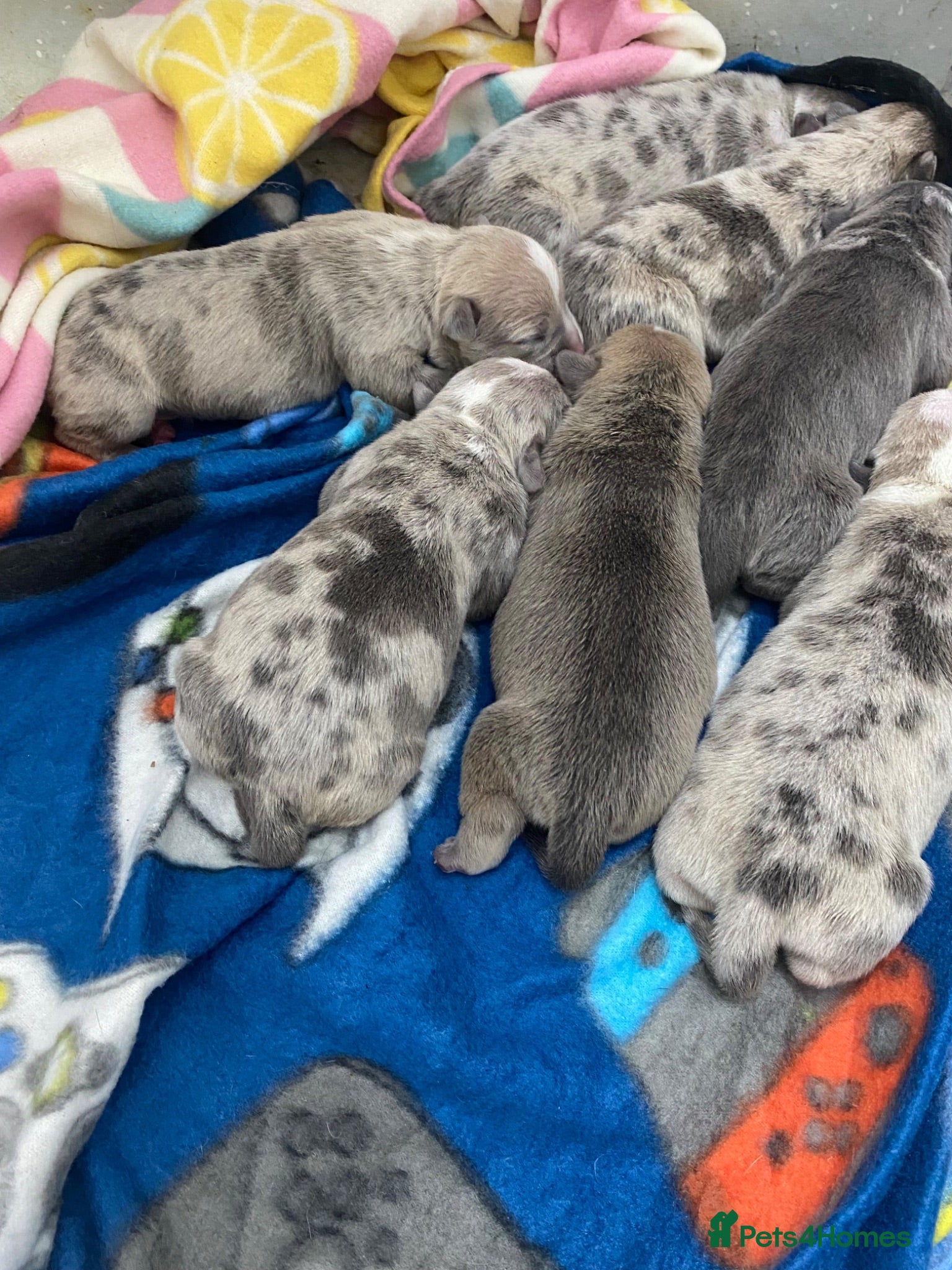 American Bully dogs 7 puppies looking for their new home  - Advert 1