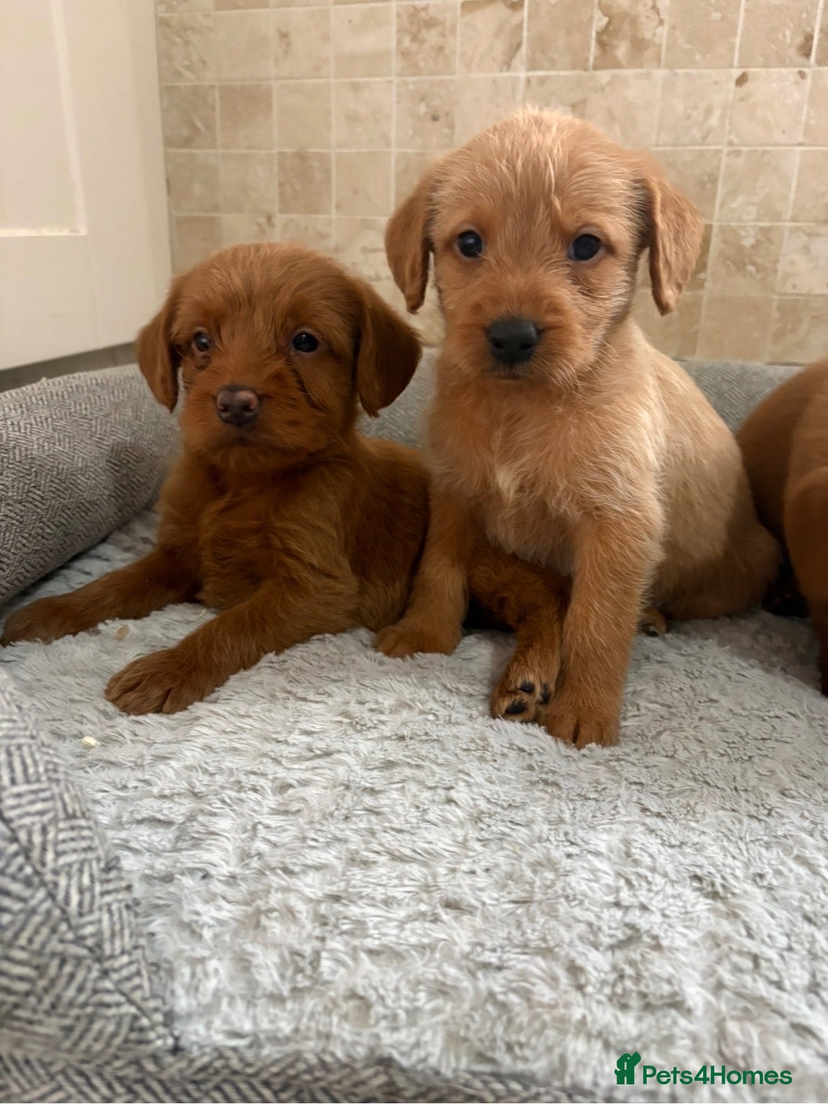 Labradoodle dogs F1B Quality Health Tested Fox Red Labradoodle  - Advert 2