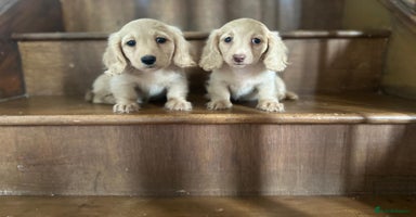 Dachshund dogs - Advert 6