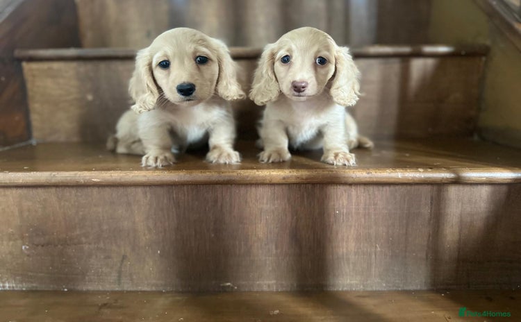 Dachshund dogs - Advert 1