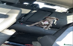 Lurcher dogs for sale: Lurcher pup - Image 1