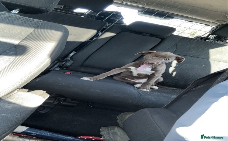 Lurcher dogs - Advert 1