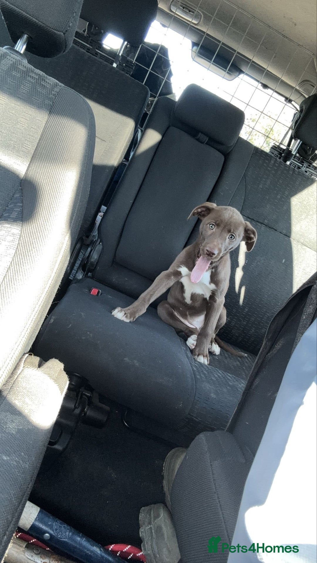 Lurcher dogs for sale: Lurcher pup - Image 1