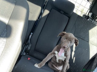 Lurcher dogs - Advert 29