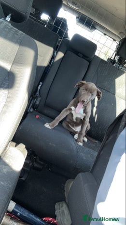 Lurcher dogs - Advert 1