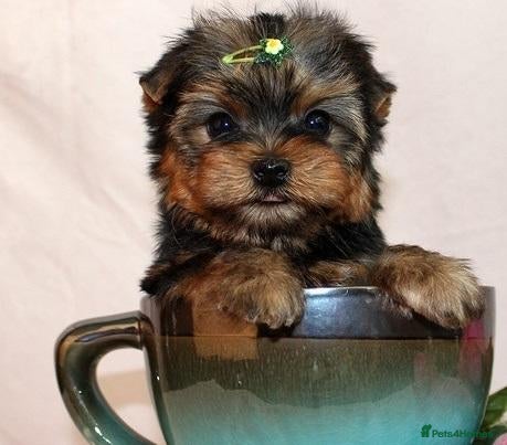 Yorkshire Terrier dogs Looking for Her Forever Home - Advert 1