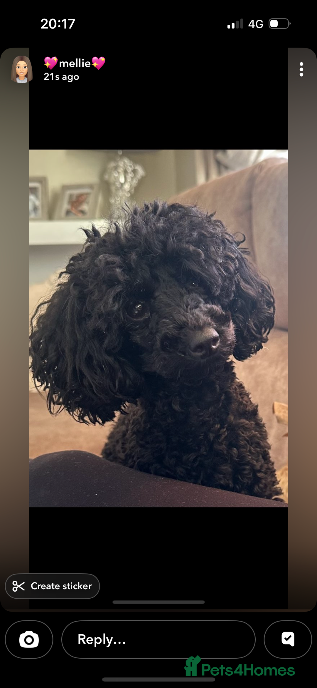 Toy Poodle dogs for sale: Lovely poodle for sale  - Advert 1
