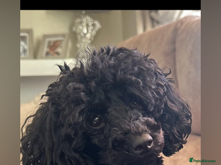 Toy Poodle dogs Lovely poodle for sale - Advert 1