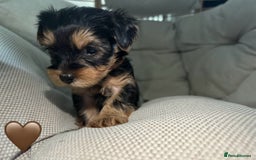 Yorkshire Terrier dogs for sale: Yorkies puppies  - Image 17