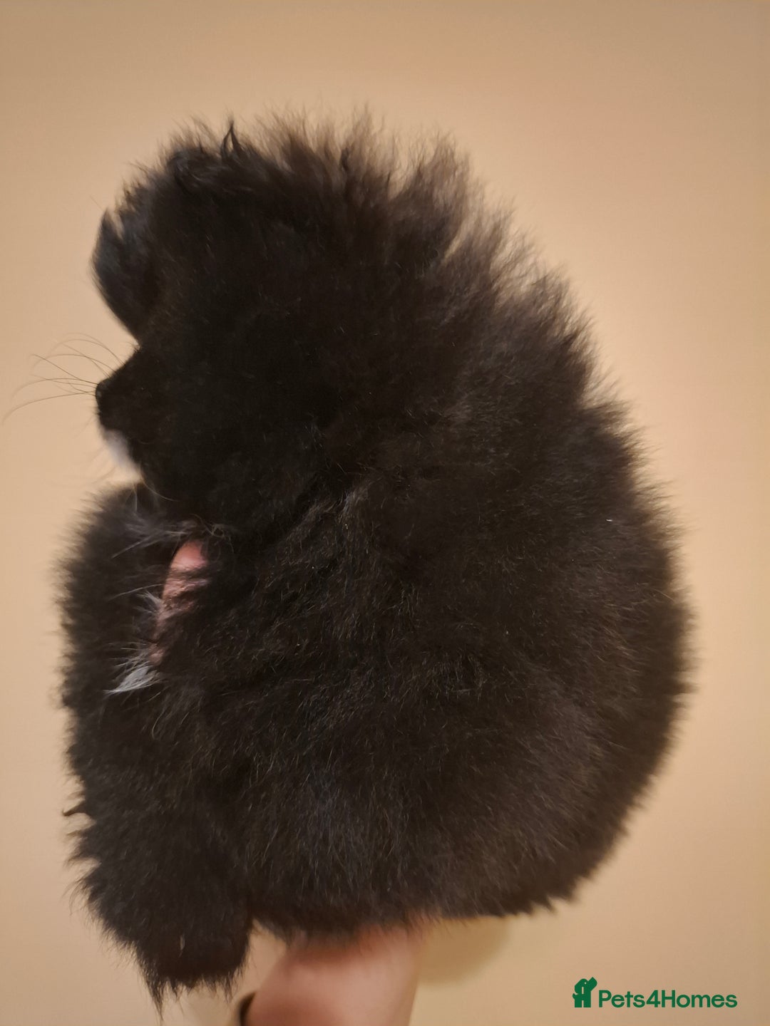 Pomeranian dogs for sale: Pomeranian puppies  - Advert 11