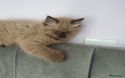 Ragdoll cats for sale: Reduced RARE Brown/mink Green-eyed Ragdoll kittens - Image 11