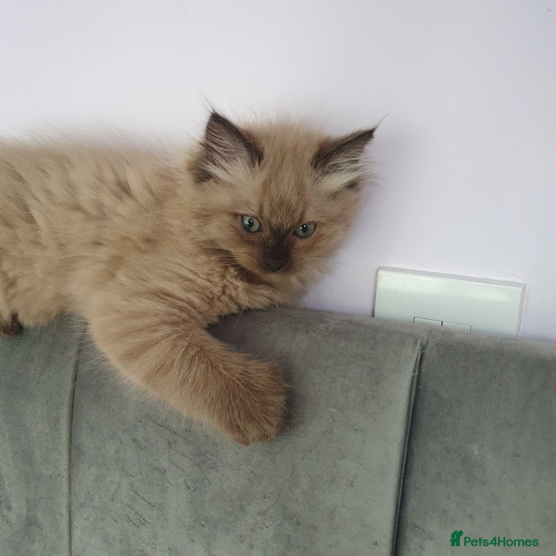 Ragdoll cats for sale: Reduced RARE Brown/mink Green-eyed Ragdoll kittens - Image 11