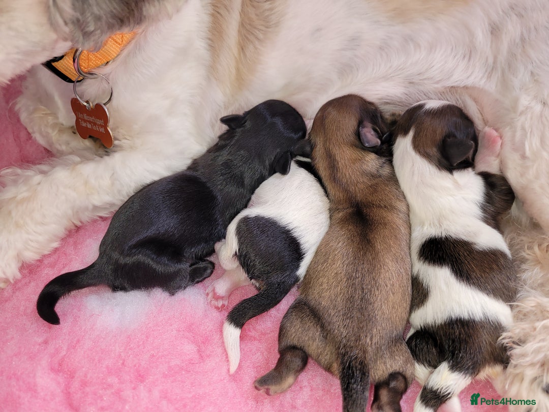 Shih Tzu dogs for sale: Beautiful Shih Tzu Puppies - Image 4