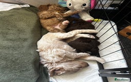 Cavapoo dogs for sale: ✨🌈 Rare Chocolate & Multicoloured Curly Cavapoos - Image 12