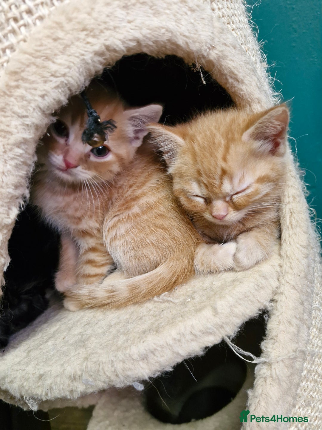 Scottish Fold cats for sale: Scottish fold kittens with straight ears - Advert 27