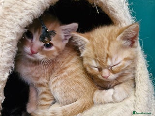 Scottish Fold cats Scottish fold kittens with straight ears - Advert 3