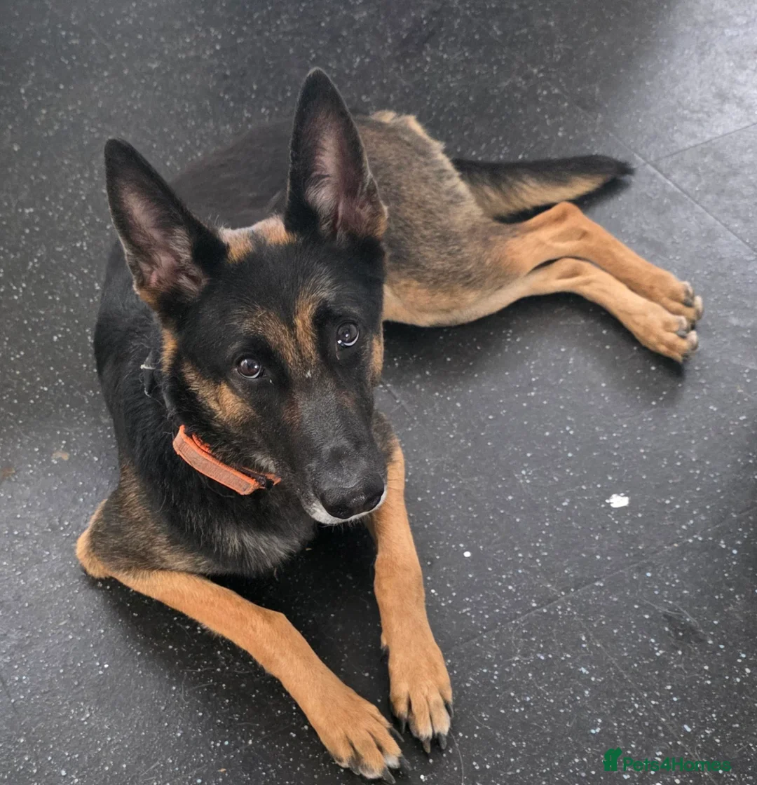 Mixed Breed dogs for sale: Hi my name is cali in Rochester - Advert 1