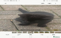 Mixed Breed cats for sale: Beautiful kittens  - Image 1