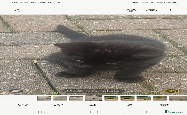 Mixed Breed cats - Advert 1