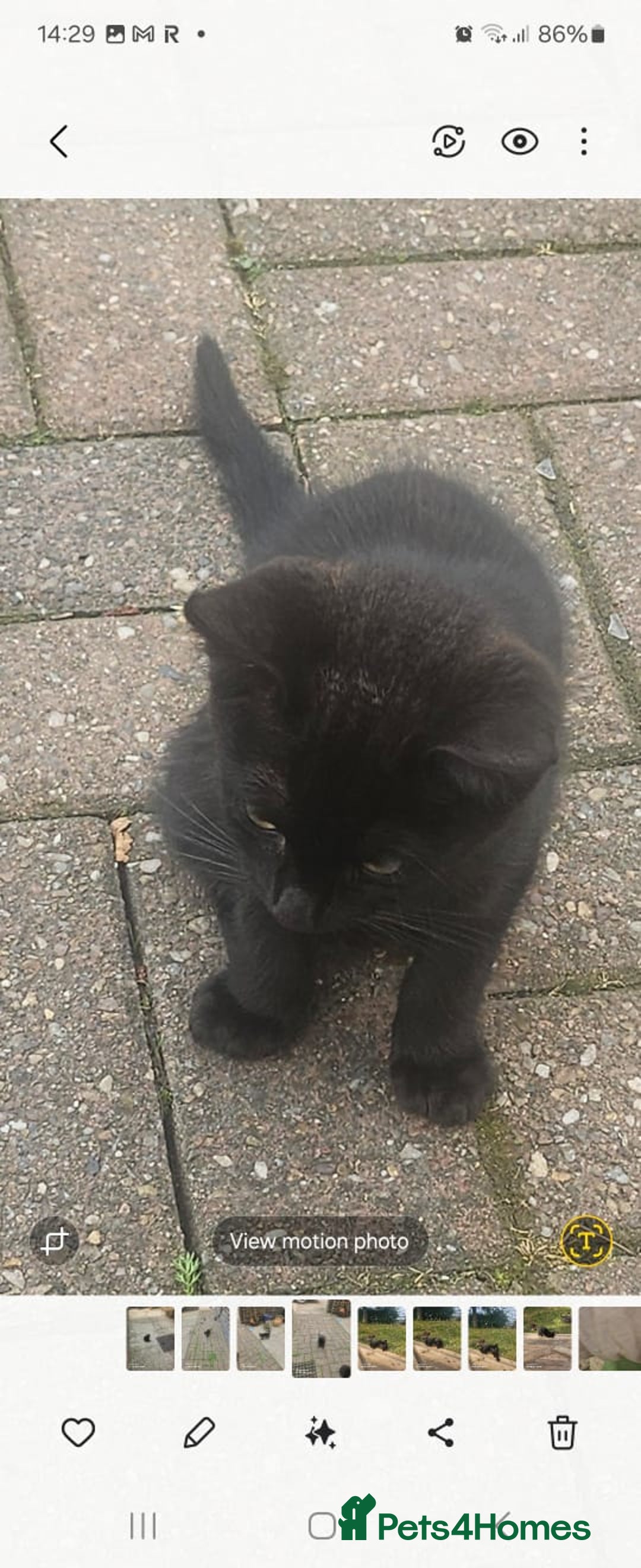 Mixed Breed cats for sale: Beautiful kittens  - Image 1