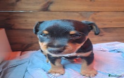 Mixed Breed dogs for sale: Border lakeland jack Russel puppies  - Image 4