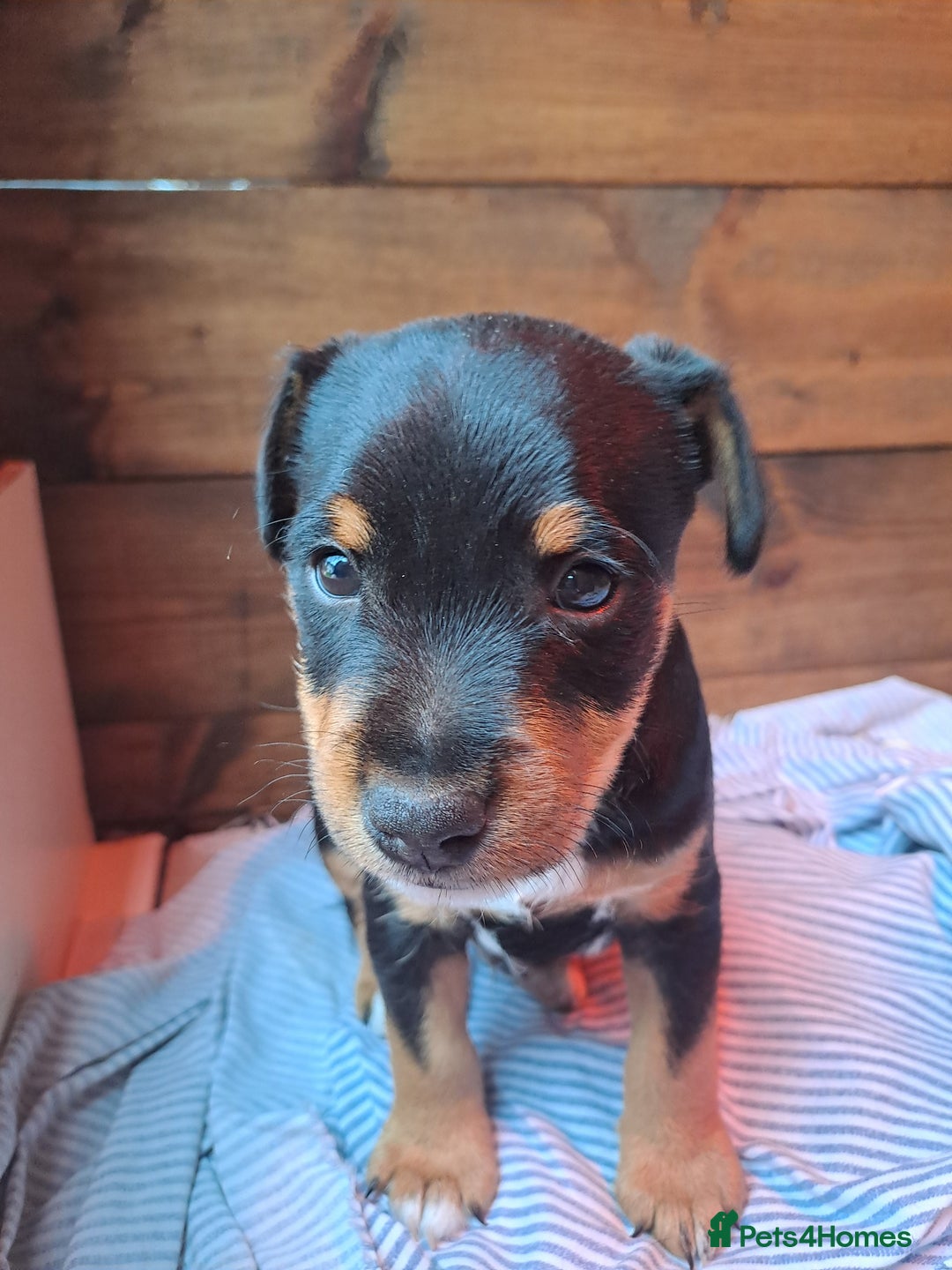 Mixed Breed dogs for sale: Border lakeland jack Russel puppies  - Image 4