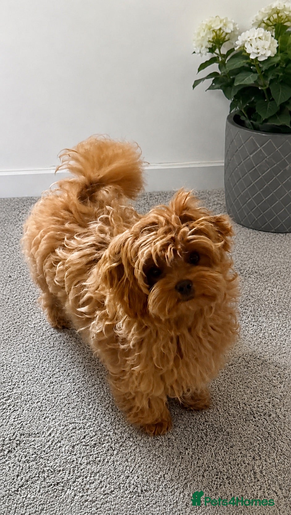 Maltipoo dogs Tiny Asian Maltipoo. DNA tested parents. - Advert 1