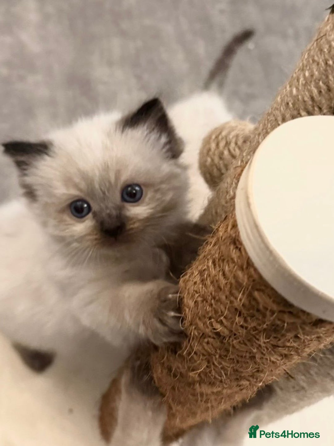 Ragdoll cats for sale: GCCF Exceptional Pedigree Ragdolls 🌸 - Advert 16