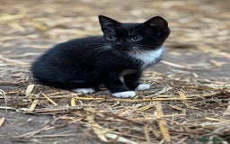 Mixed Breed cats for sale: Two adorable girl kittens - Image 7