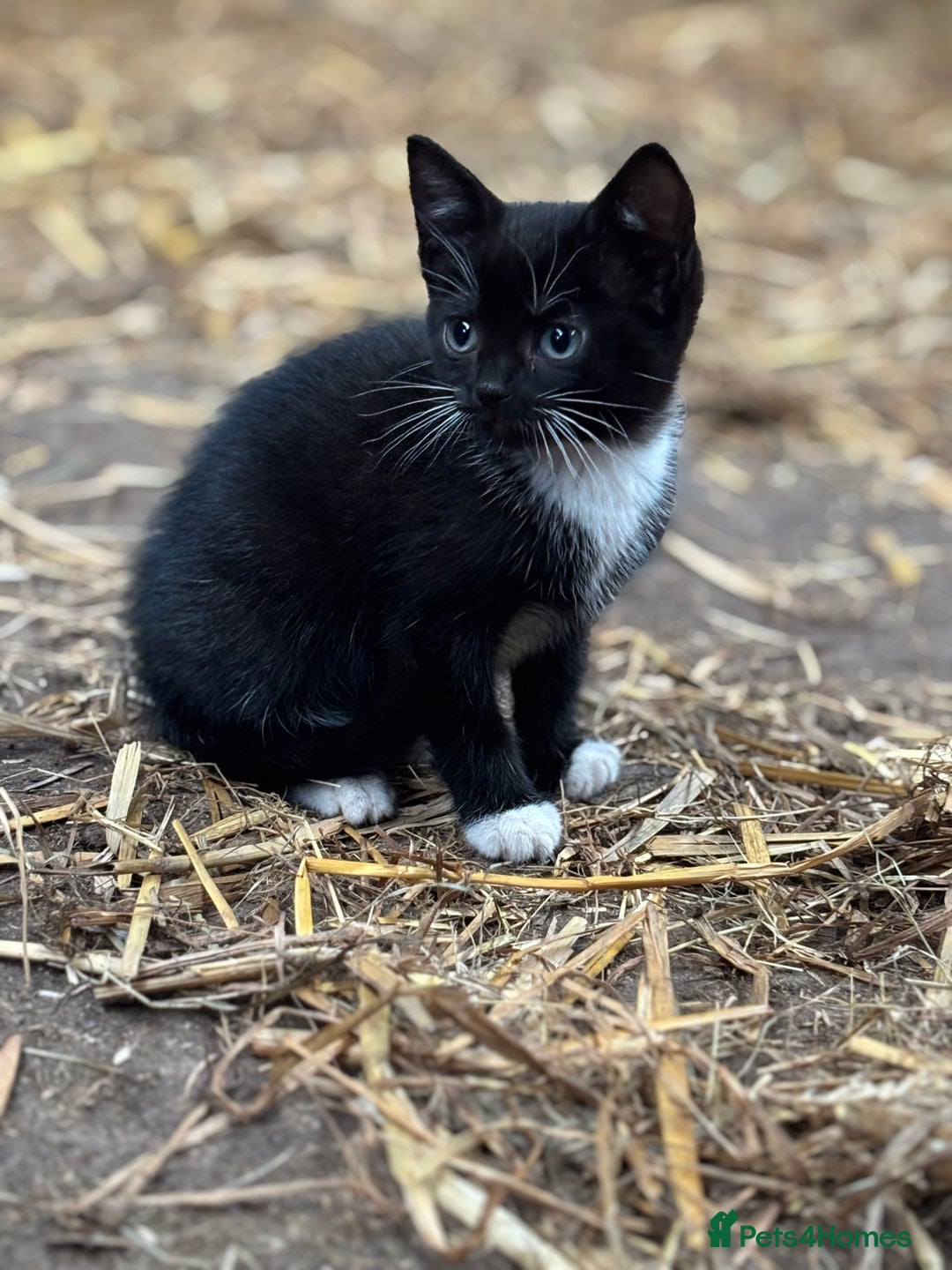 Mixed Breed cats for sale: Two adorable girl kittens - Image 7