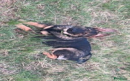 German Shepherd dogs for sale: Lucy’s 28 weeks old female  - Image 9