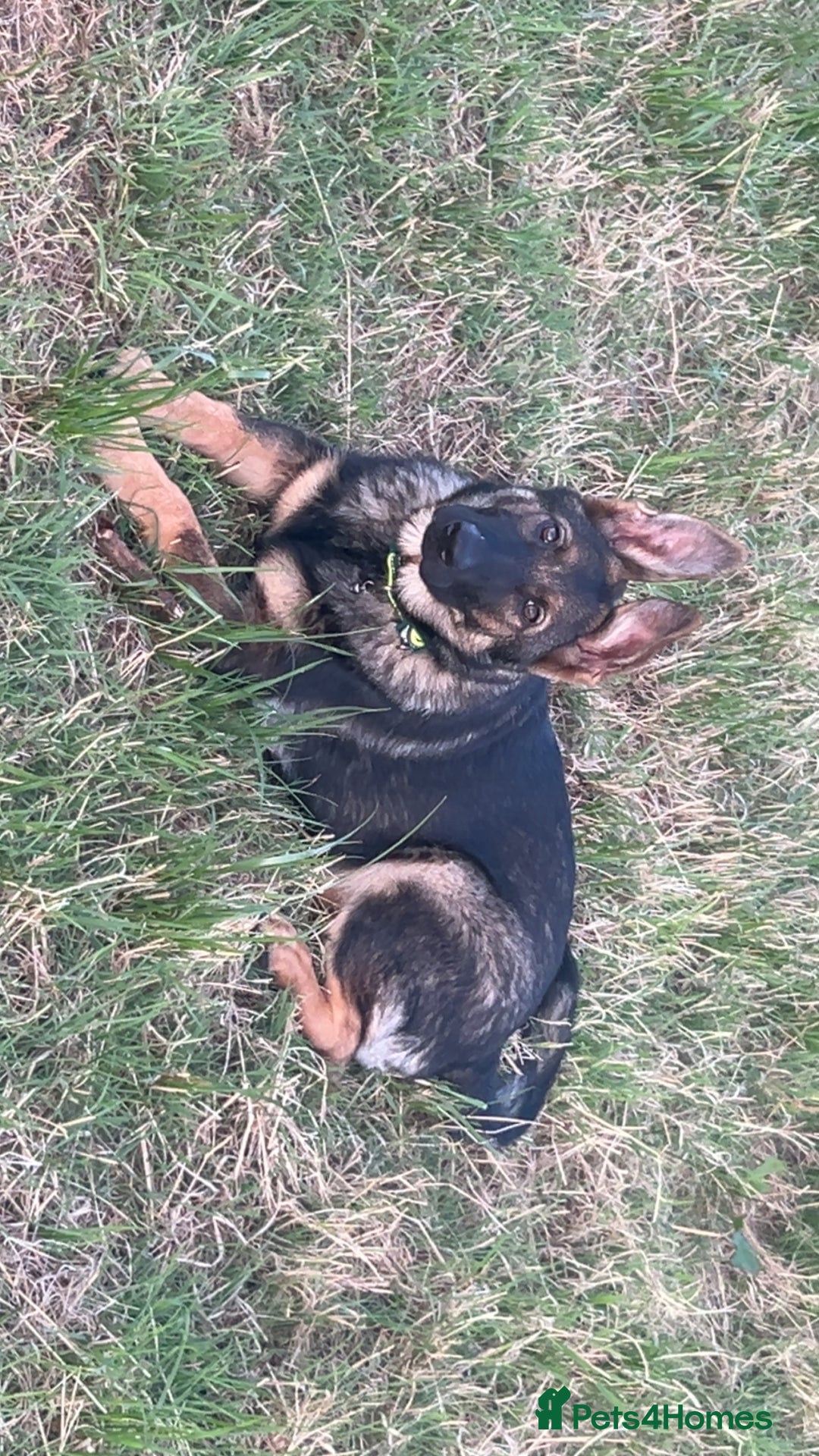 German Shepherd dogs for sale: Lucy’s 28 weeks old female  - Image 9