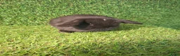 Mini Lop rabbits for sale: MINI LOPS - Advert 11
