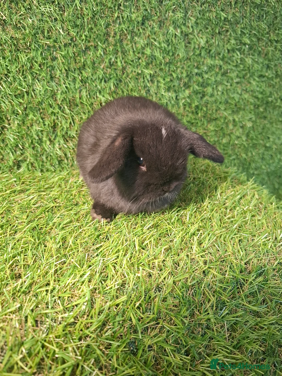 Mini Lop rabbits for sale: MINI LOPS - Advert 11