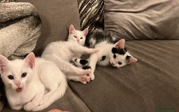 Mixed Breed cats for sale: 3 kittens ready for loving home - Image 7