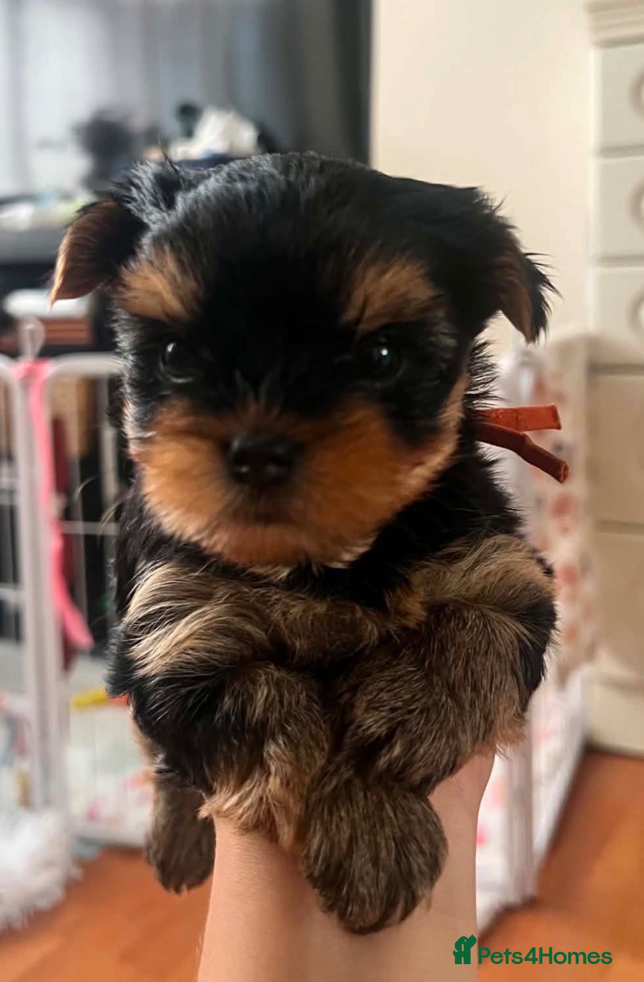 Yorkshire Terrier dogs 🐾✨  KC Registered Yorkshire Terrier Puppies ✨🐾   - Advert 2