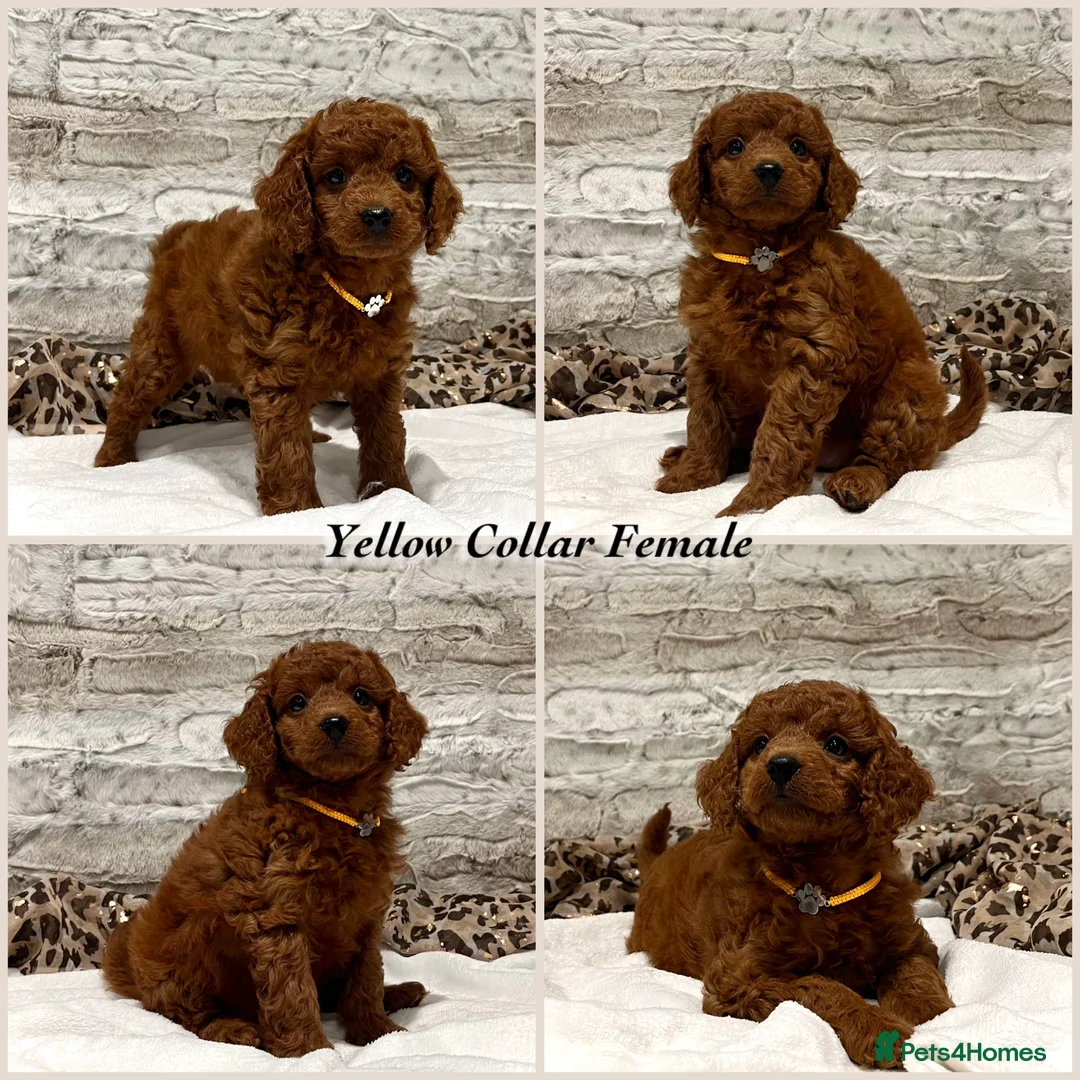 Cockapoo dogs for sale: *Just 2 Puppies Remaining* Stunning Red Cockapoos - Advert 4