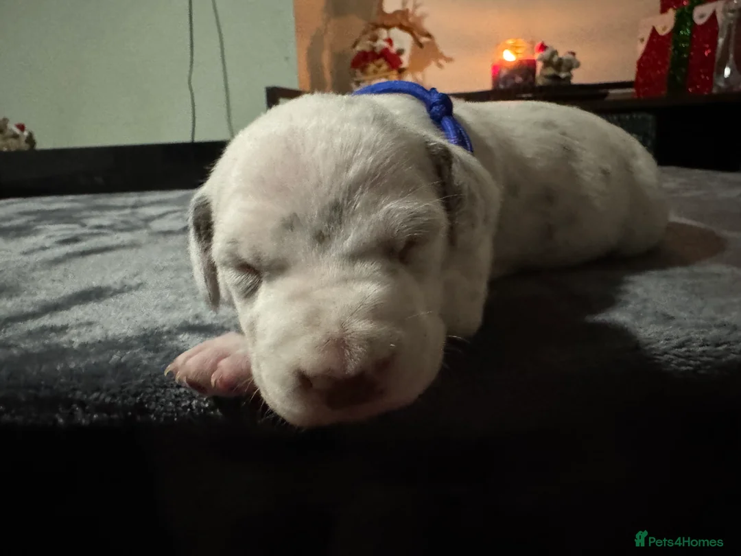 Dalmatian dogs for sale: 1 Boy Left!!! (KC Registered dalmatian pups)!!) - Advert 18