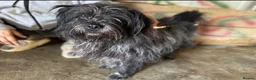 Mixed Breed dogs for adoption: Trev for adoption 4 years old  - Advert 2