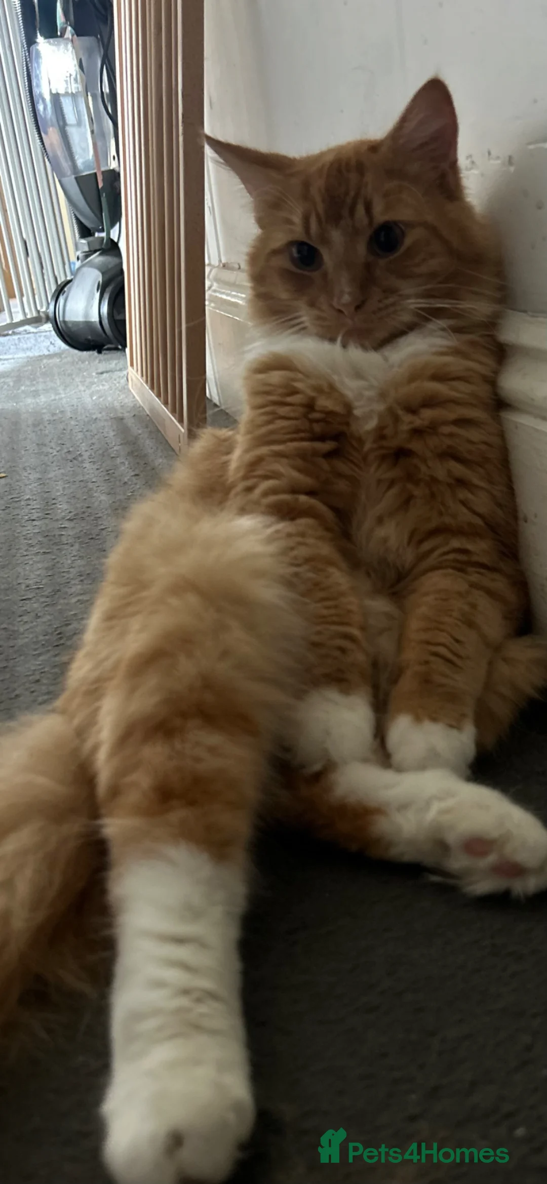 Mixed Breed cats for sale: 5 gorgeous fluffy kittens in Southampton - Advert 2