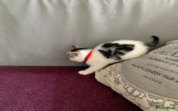 Mixed Breed cats for sale: Mixed breed Kittens  - Image 29