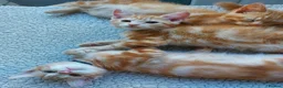 Mixed Breed cats for sale: Maine coon cross Ginger 12 week kittens male - Advert 3