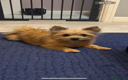 Pomeranian dogs for sale: Looking for homes  - Image 4